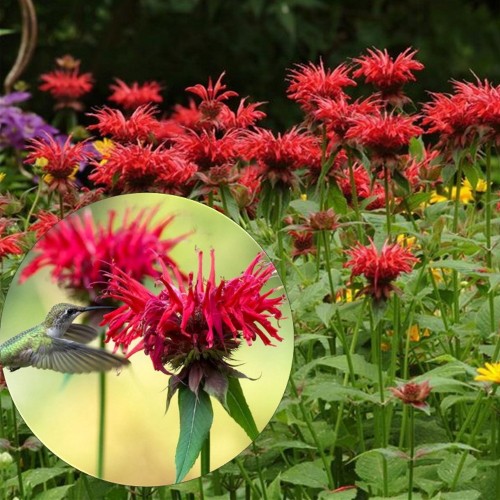 Monarda 'Jacob Cline' - Monarda 'Jacob Cline' P9/0,55L 
